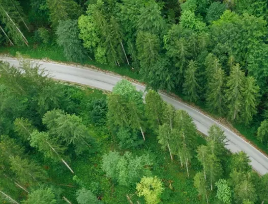 Forest with tall green trees and road running through