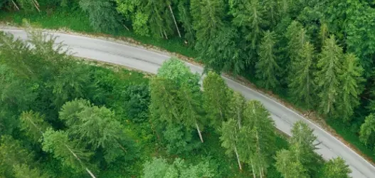 Forest with tall green trees and road running through