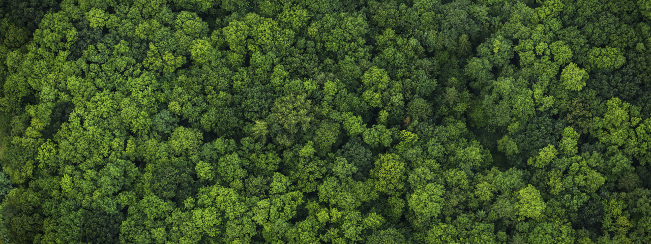 Green forest canopy from above